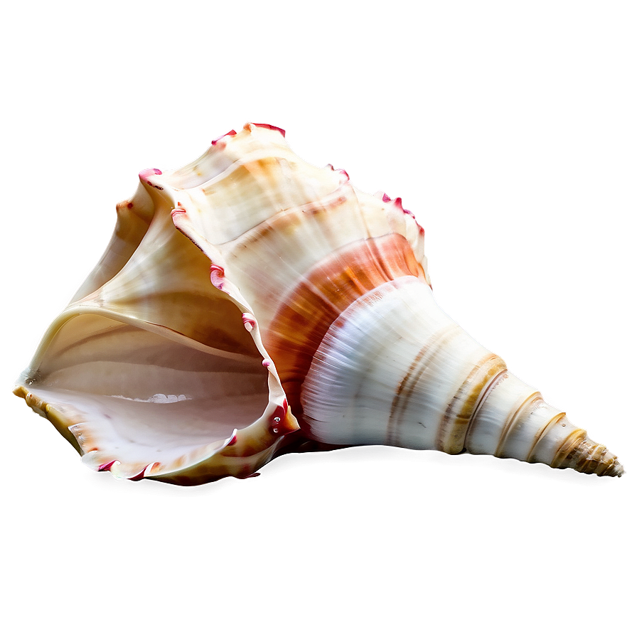 Animated Conch Shell Png 06132024 PNG image