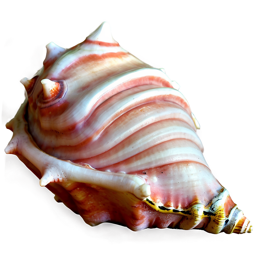 Animated Conch Shell Png 48 PNG image