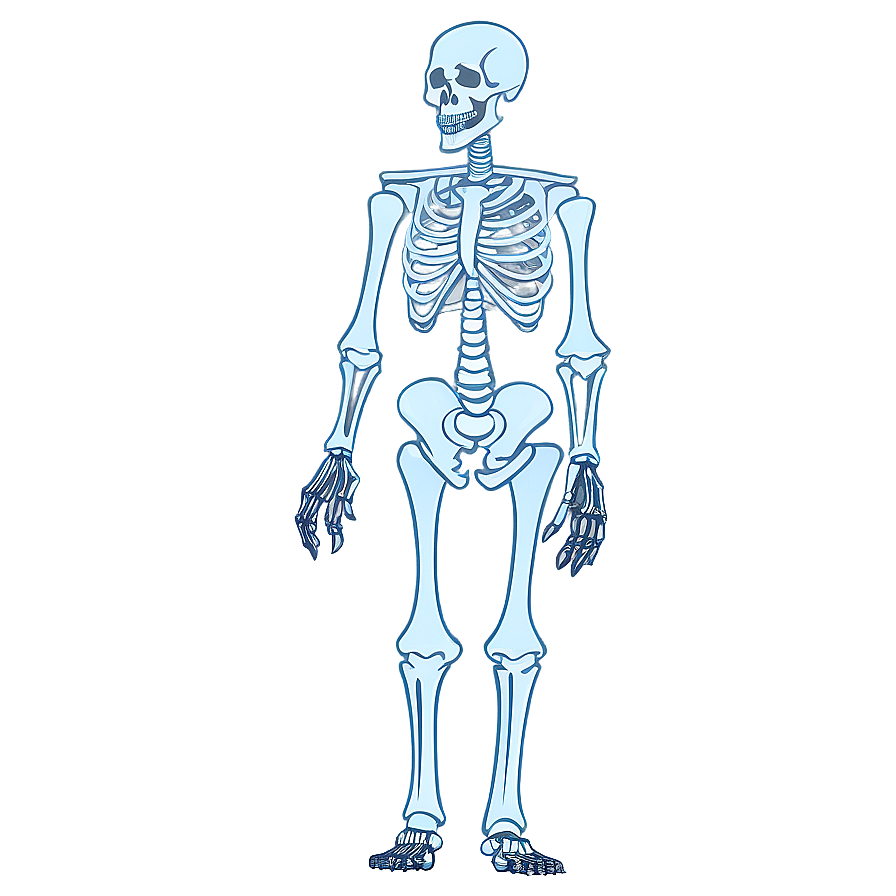 Animated Human Skeleton Png 22 PNG image