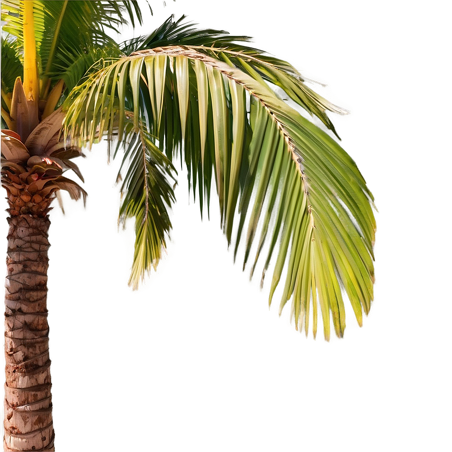 Animated Palm Trees Png Edj87 PNG image