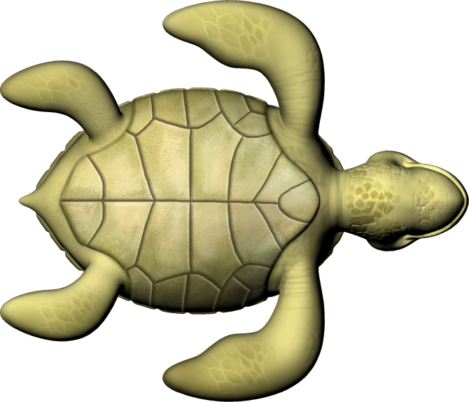 Animated Sea Turtle Graphic PNG image