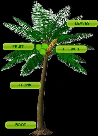 Annotated Coconut Tree Parts PNG image