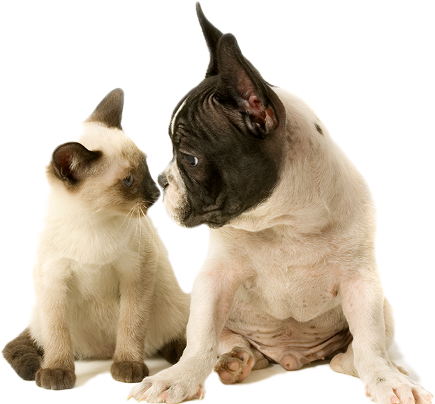 Annoyed Dogand Curious Cat PNG image