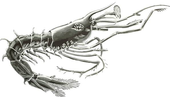 Anomalocaris Cambrian Predator PNG image