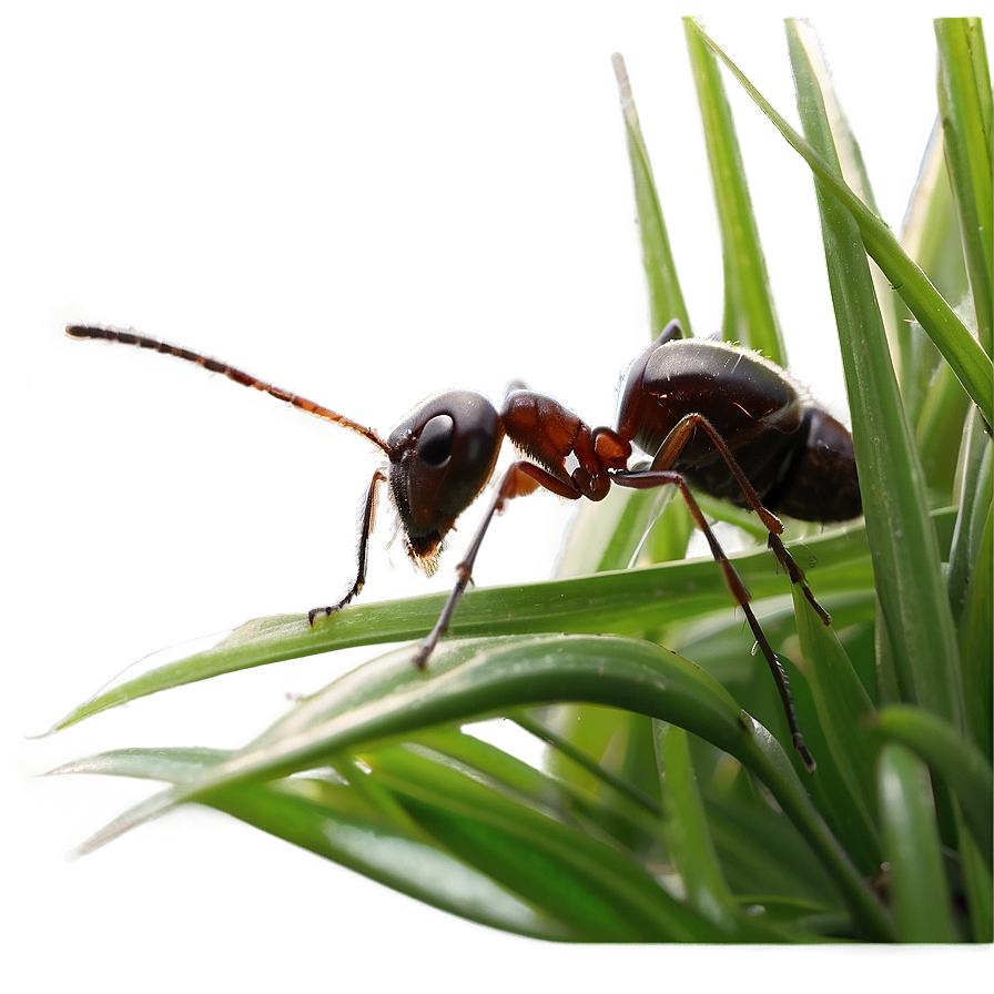 Ant In Grass Photo Png Rox65 PNG image
