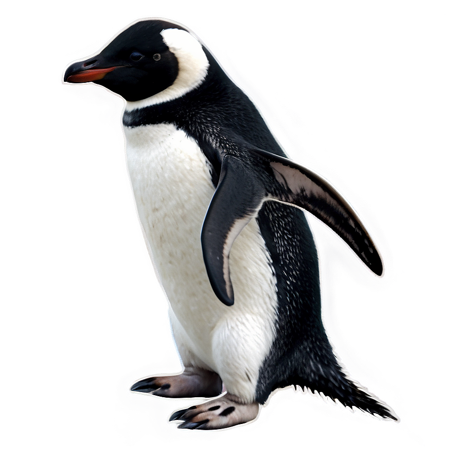 Antarctic Penguin Png 05062024 PNG image