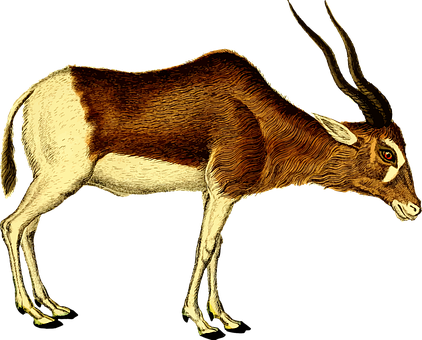 Antelope Illustration Artwork PNG image