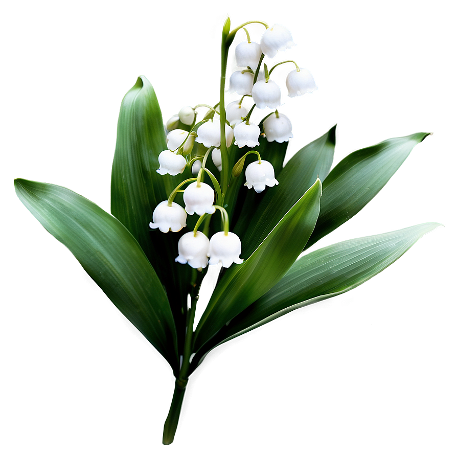 Antique Style Lily-of-the-valley Png 80 PNG image