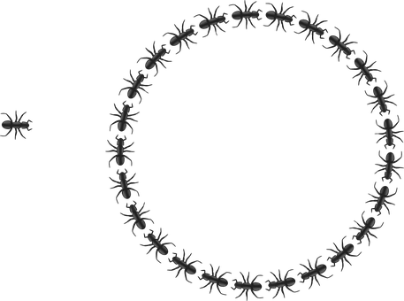 Ants_ Forming_ Circle_on_ Black_ Background PNG image