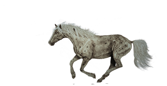 Appaloosa Horsein Motion PNG image