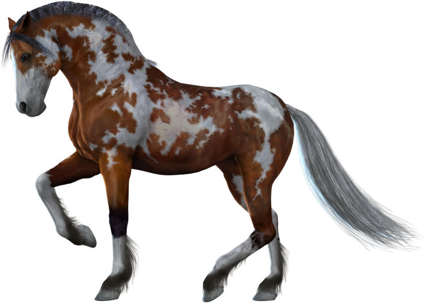 Appaloosa Horsein Stride PNG image