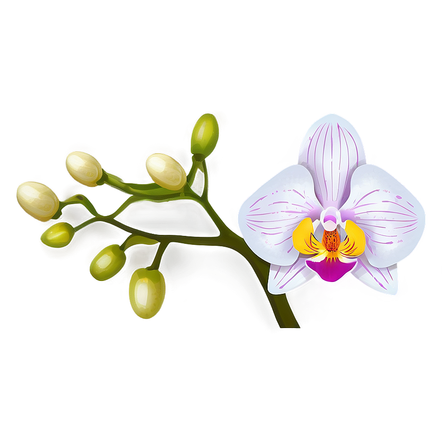 Appealing Orchid Illustration Png 06202024 PNG image