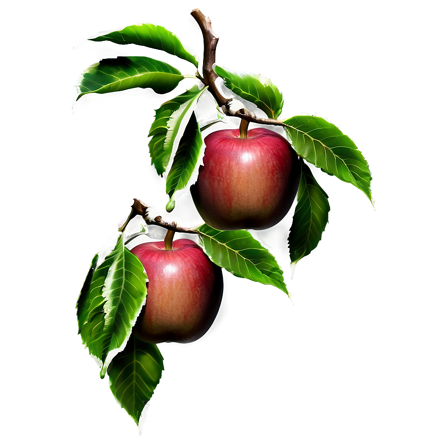 Apple Tree Branch Png 93 PNG image