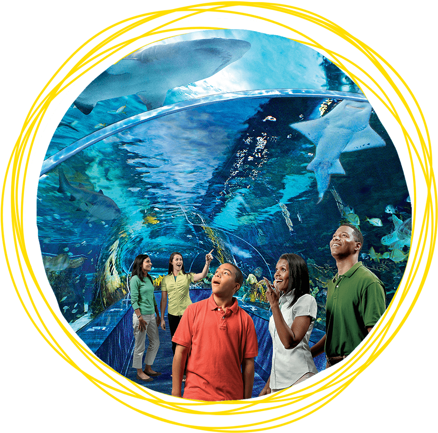 Aquarium Visit Underwater Adventure PNG image