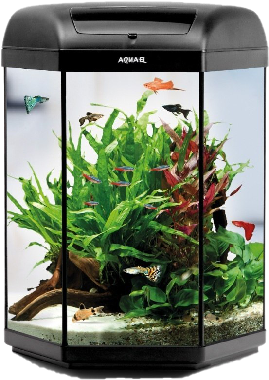 Aquarium With Tropical Fishand Plants PNG image