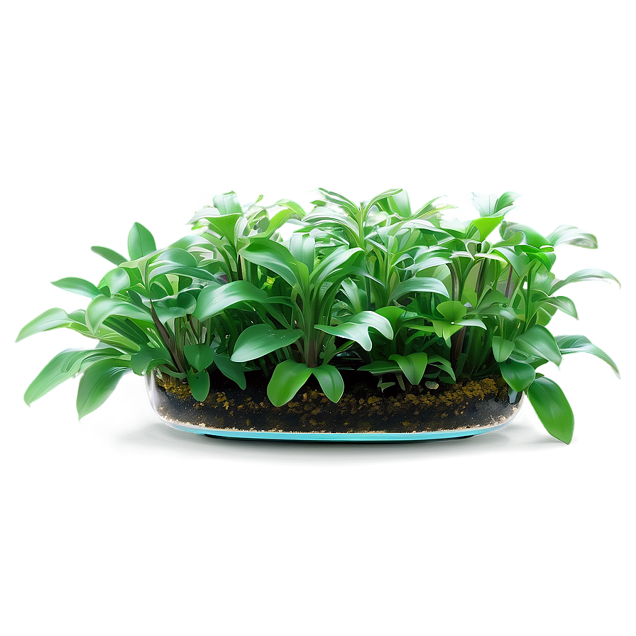 Aquatic Indoor Plants Png 9 PNG image