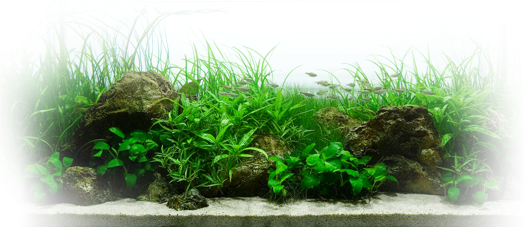 Aquatic Plants Aquarium Landscape PNG image