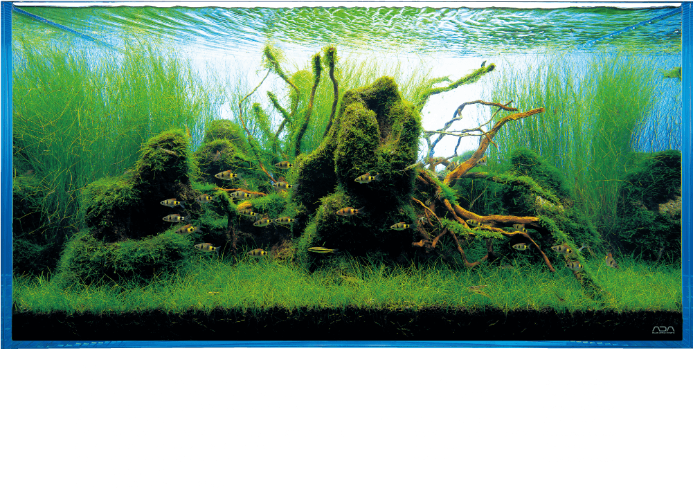 Aquatic Plantsand Fish Aquarium PNG image