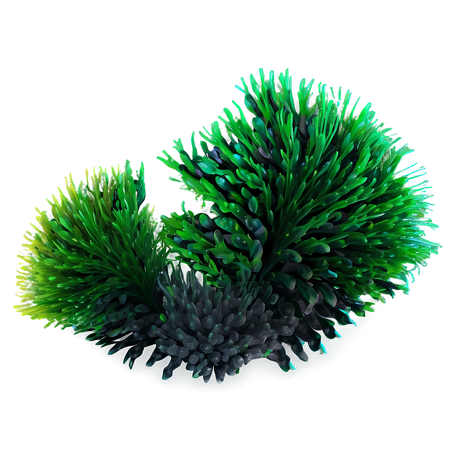 Aquatic Seaweed Design Png 05242024 PNG image