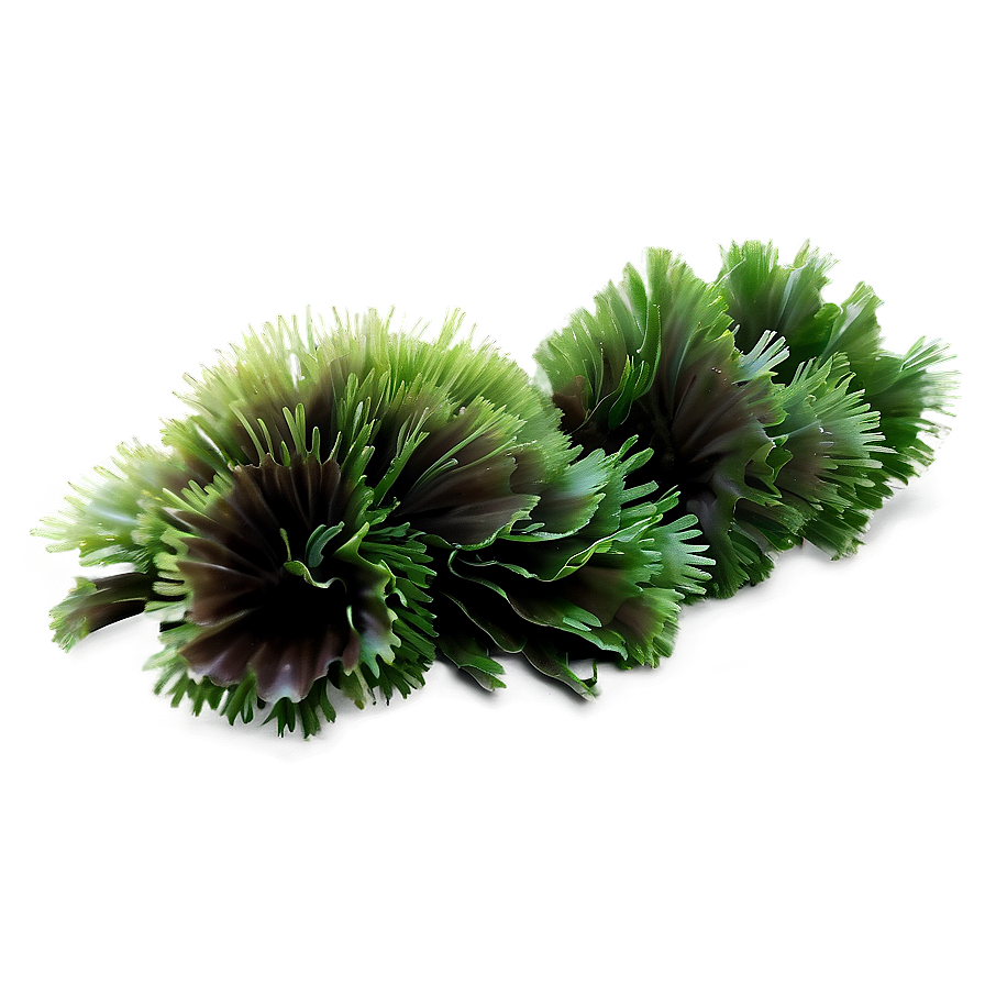 Aquatic Seaweed Design Png 05242024 PNG image