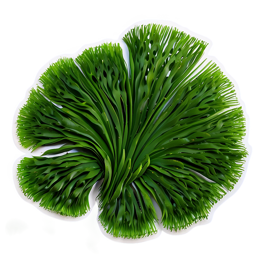 Aquatic Seaweed Design Png 05242024 PNG image