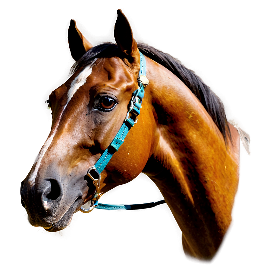 Arabian Horse Png Gws PNG image