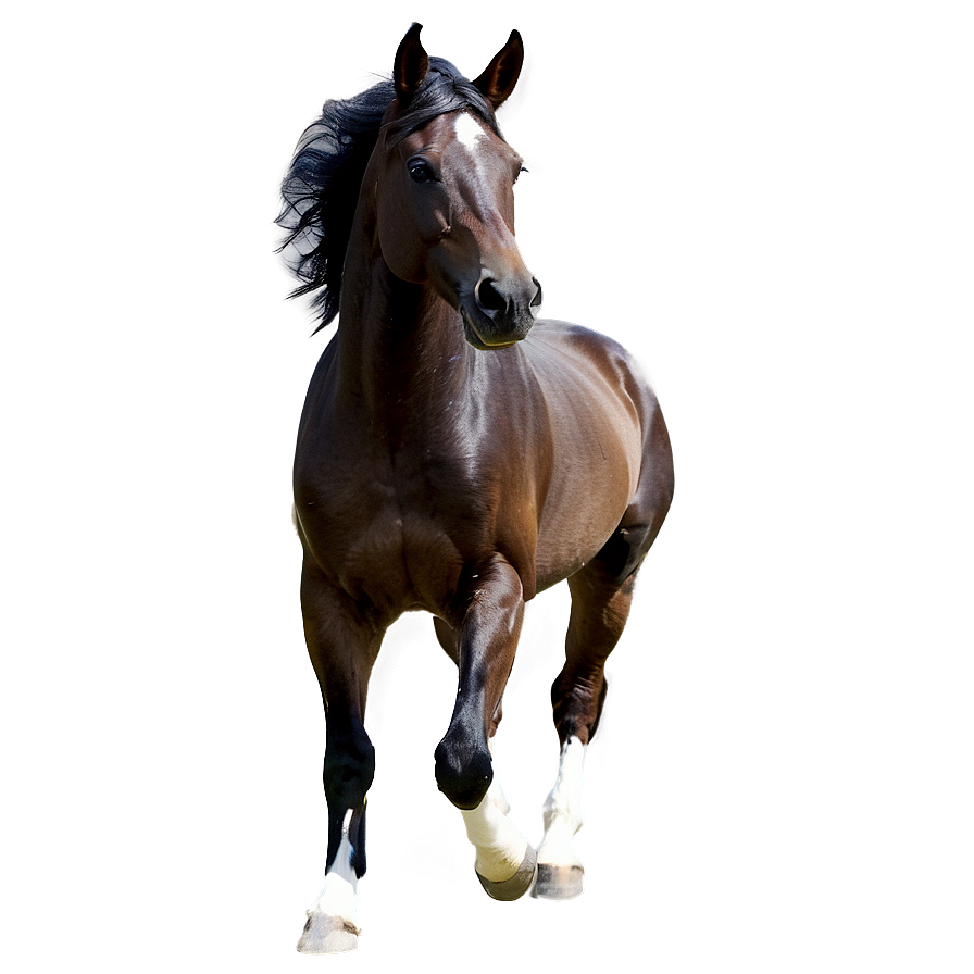 Arabian Horse Png Mun45 PNG image