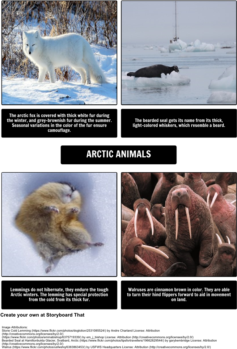 Arctic Animals Collage PNG image