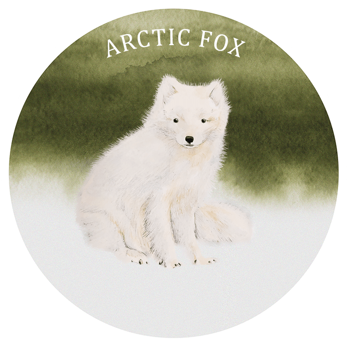 Arctic Fox Illustration PNG image