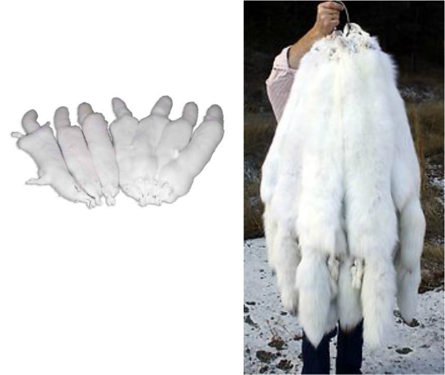 Arctic Fox Peltsand Claws PNG image