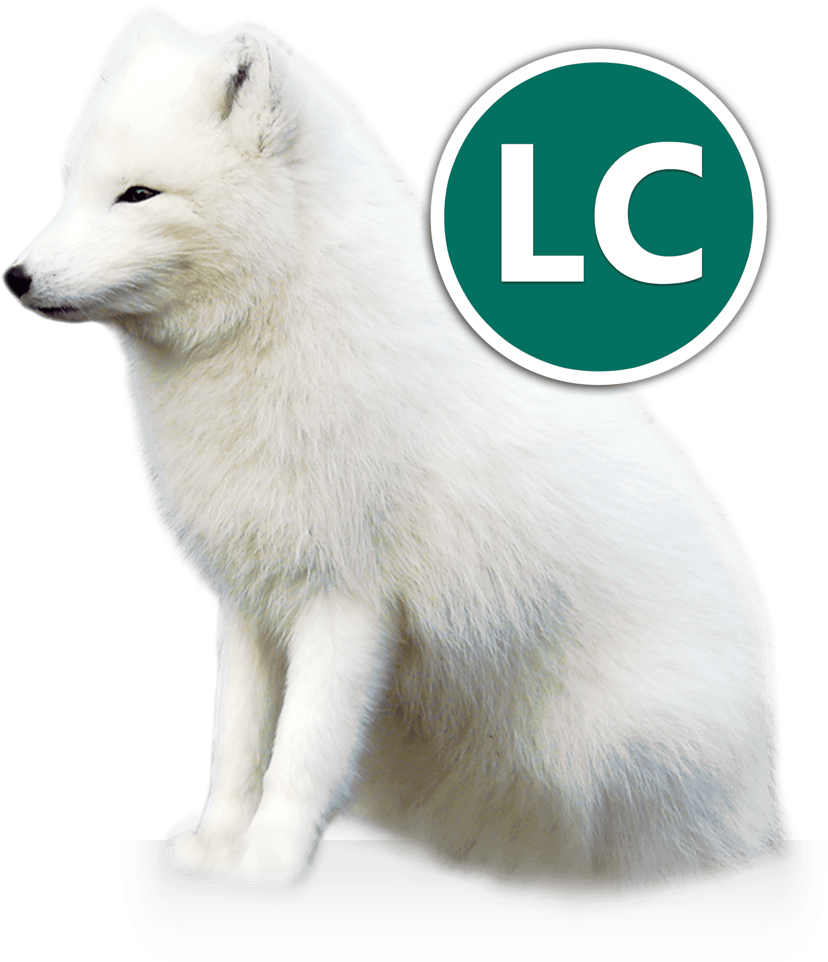 Arctic Fox Profile View PNG image