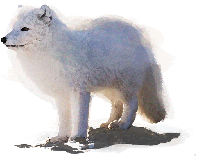 Arctic Foxin Snow Illustration PNG image