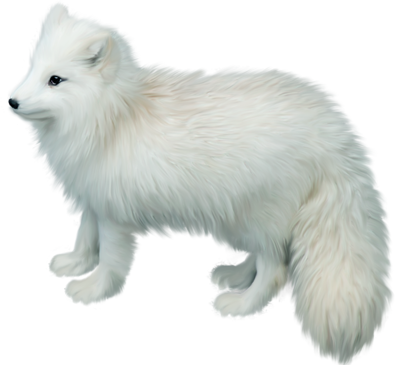 Arctic Foxin Winter Coat PNG image