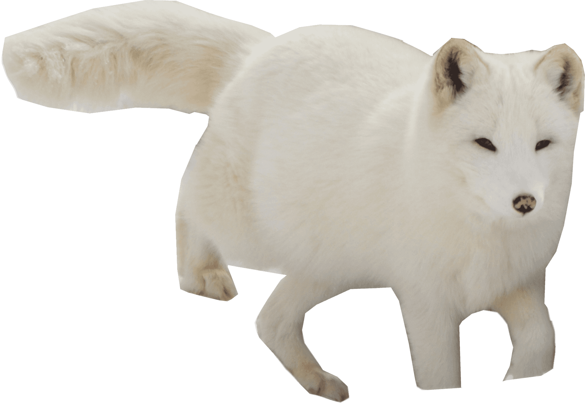 Arctic Foxin Winter Coat PNG image