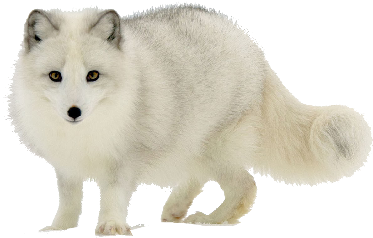 Arctic Foxin Winter Coat PNG image