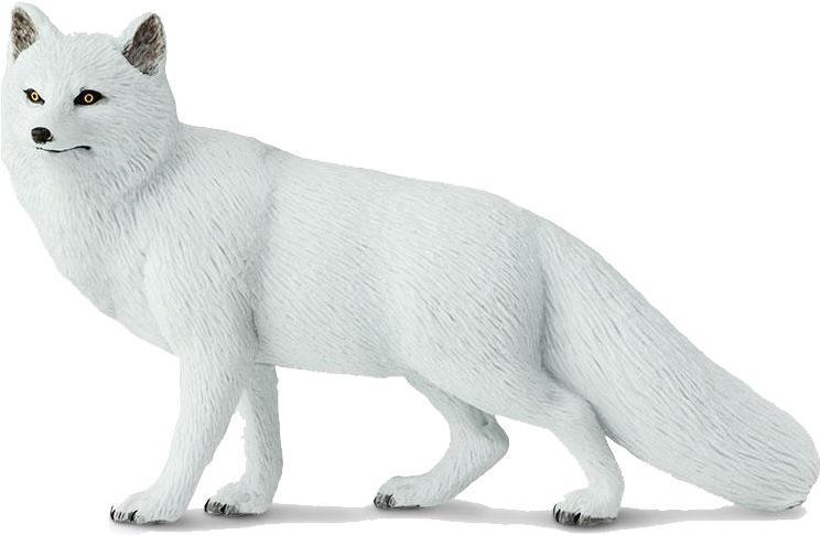 Arctic Foxin Winter Coat PNG image