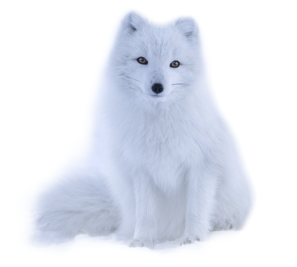 Arctic Foxin Winter Fur PNG image