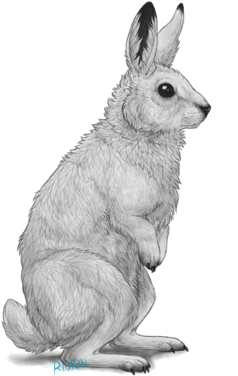 Arctic Hare Illustration PNG image