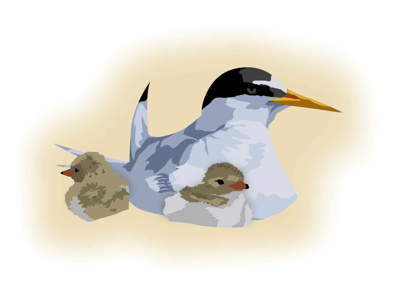 Arctic Ternwith Chicks PNG image