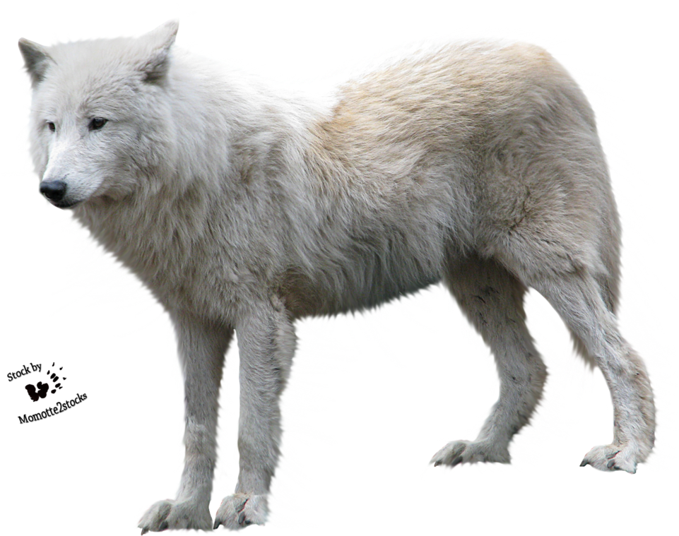 Arctic White Wolf Isolated.png PNG image