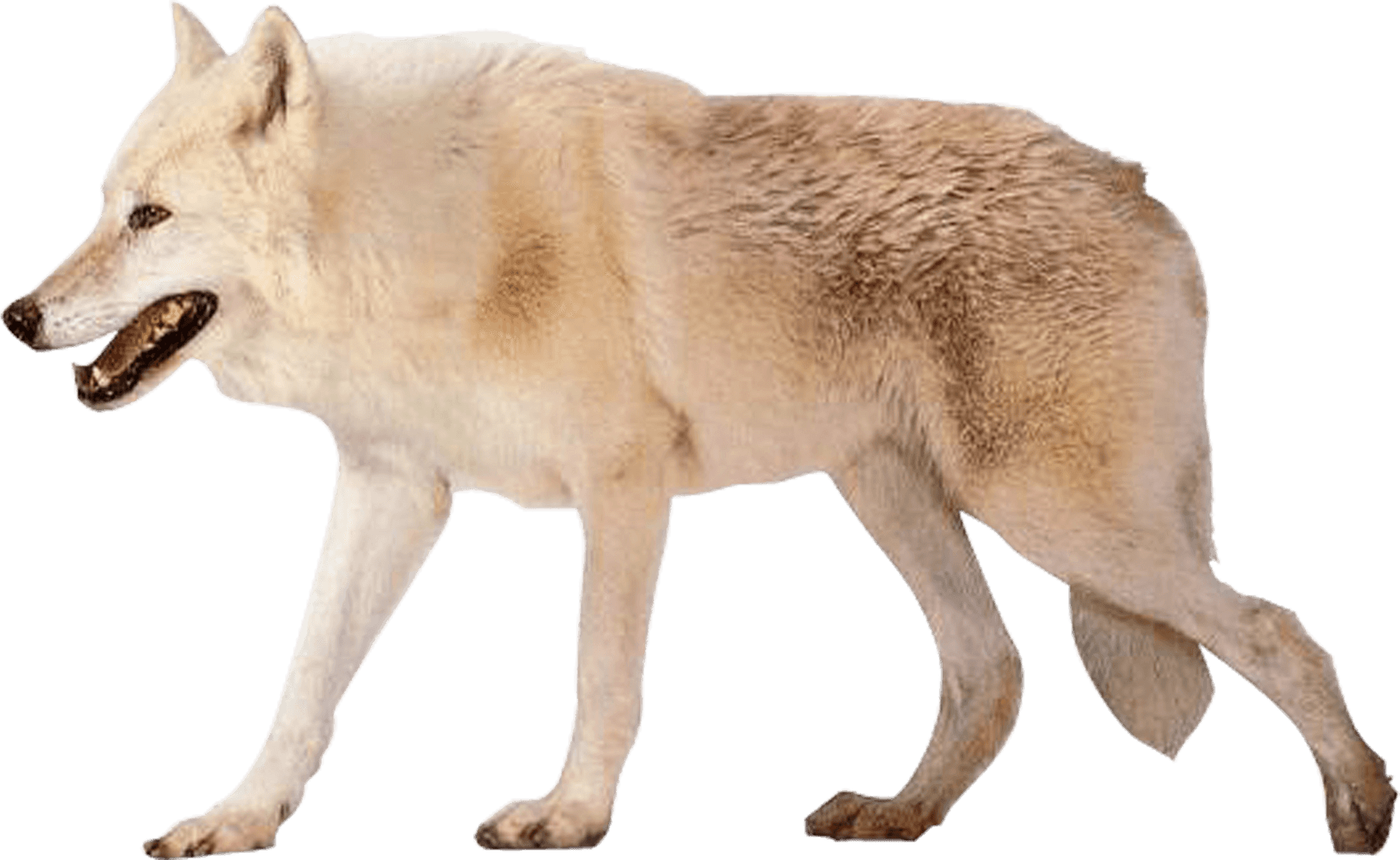 Arctic White Wolf Walking PNG image