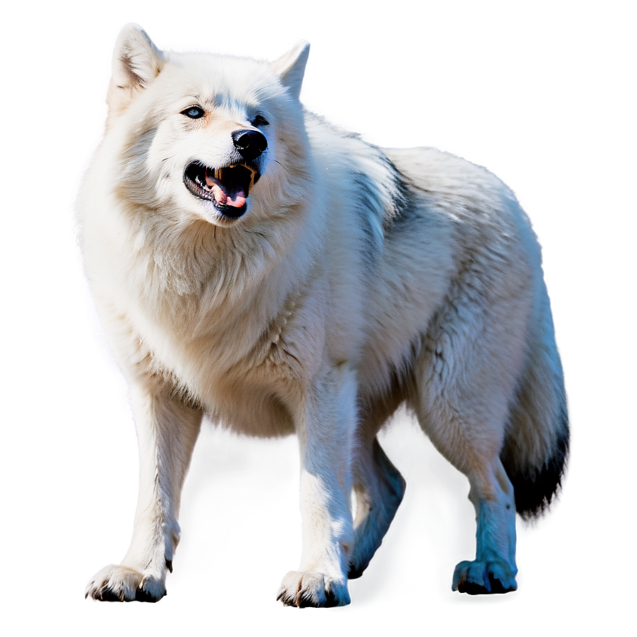 Arctic Wolf Howling Png 4 PNG image