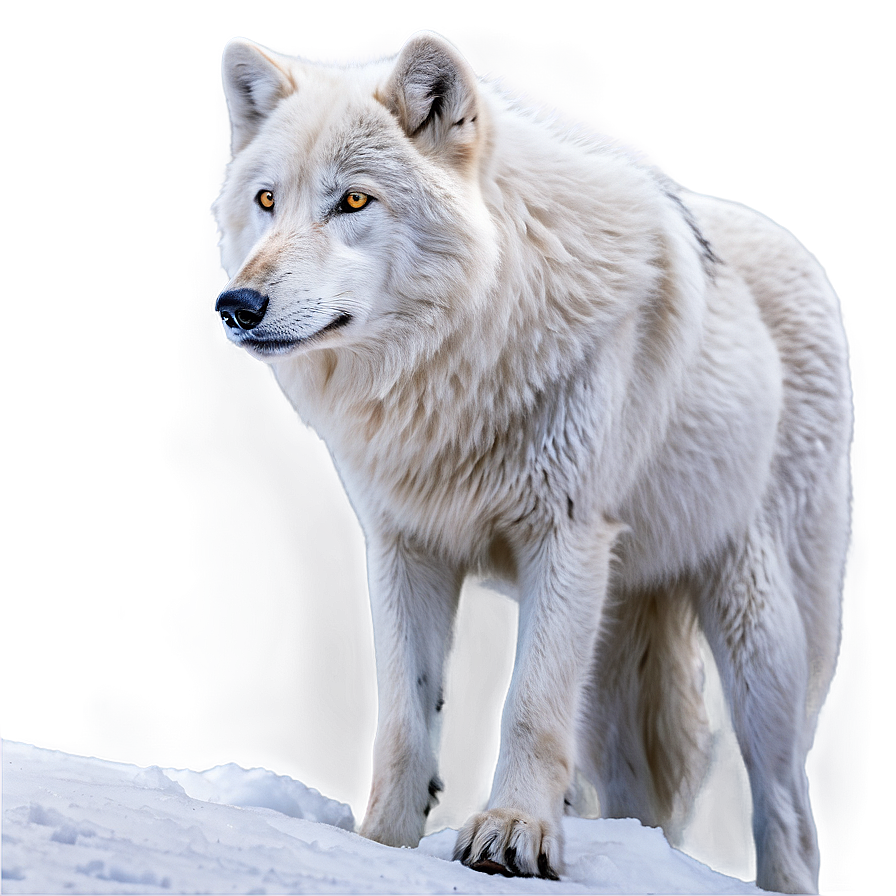 Arctic Wolf In Snow Png 57 PNG image