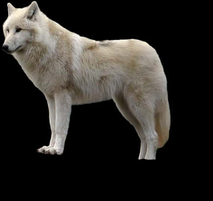 Arctic Wolf Profile PNG image
