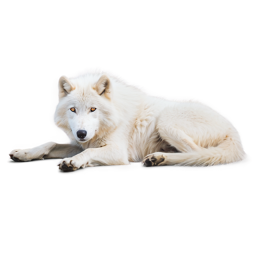 Arctic Wolf Resting Png Dhl66 PNG image