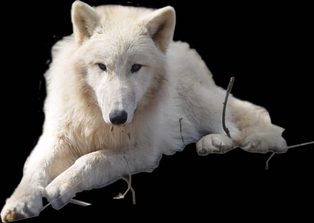 Arctic Wolf Resting PNG image