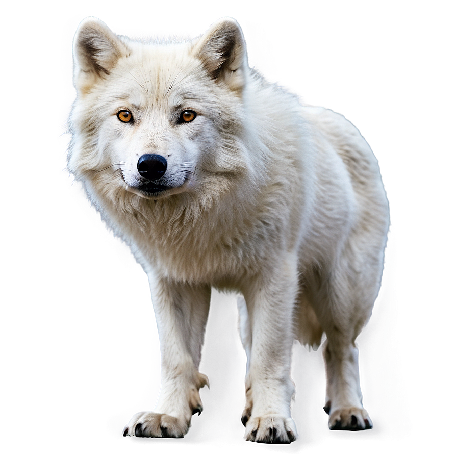 Arctic Wolf Standing Png 06292024 PNG image