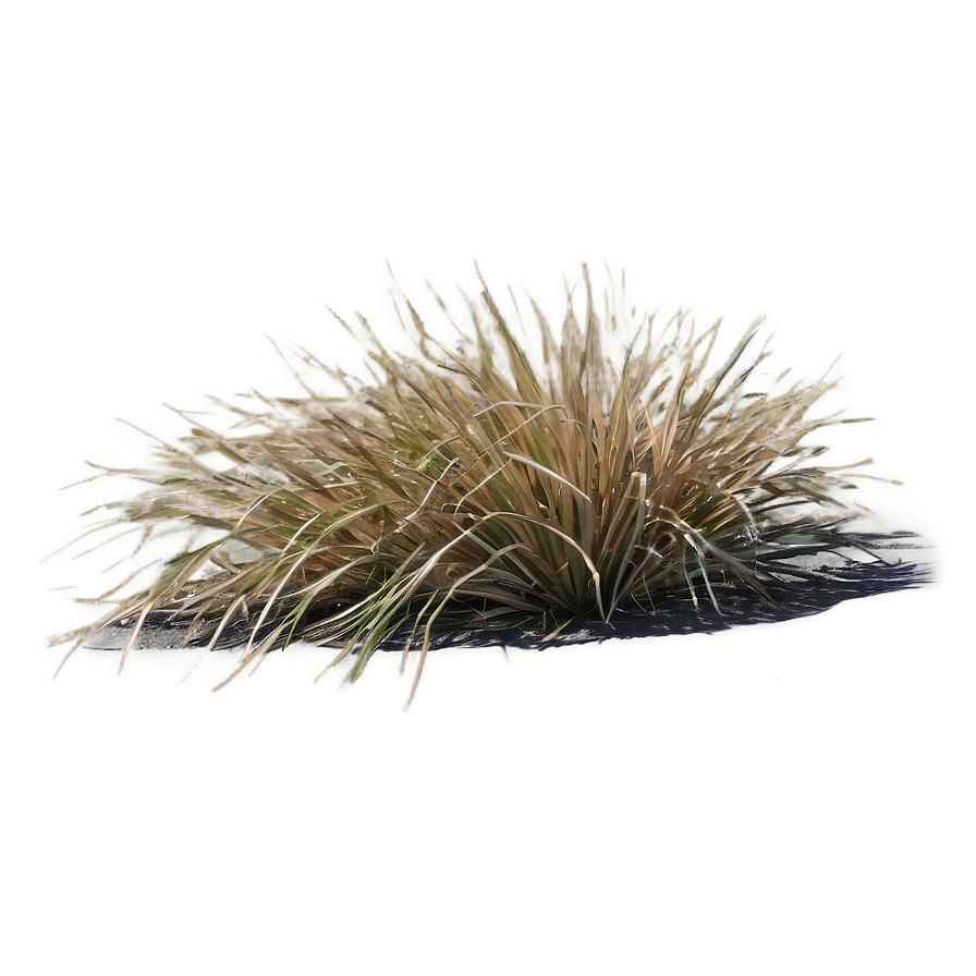 Arid Land Grass Png Cbt PNG image