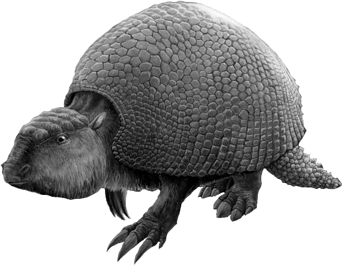 Armadillo Illustration Profile PNG image