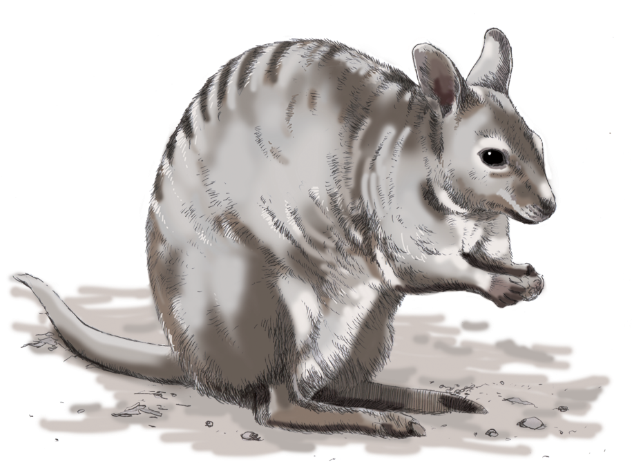 Armadillo Illustration Side View PNG image